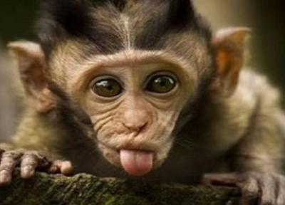 افزایش تلفات آبله میمونی در آمریکا