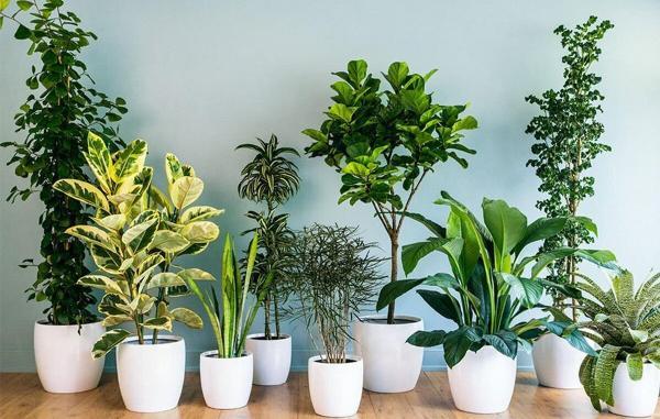 پنج گیاه آپارتمانی برای مقابله با آلودگی هوا