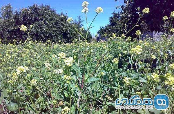 روستای برج خیل یکی از روستاهای زیبای استان مازندران به شمار می رود